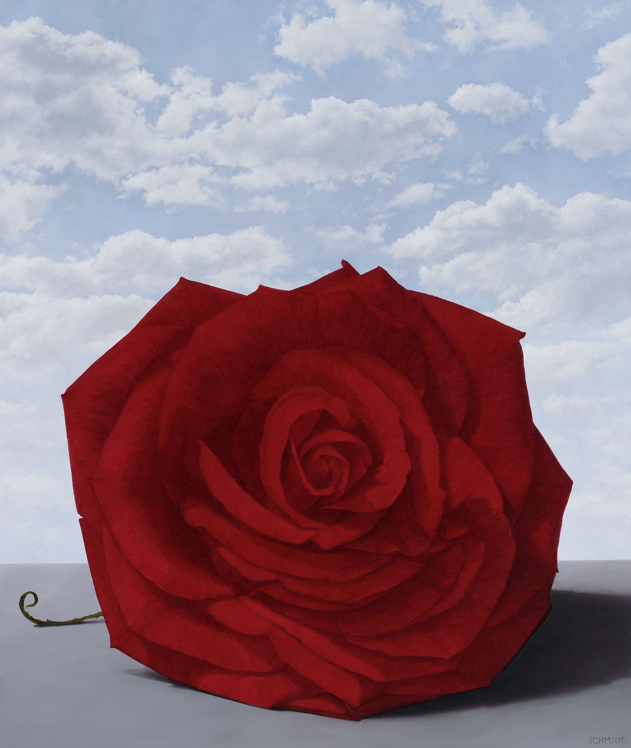 red rose facing front, sky, shadow to the right